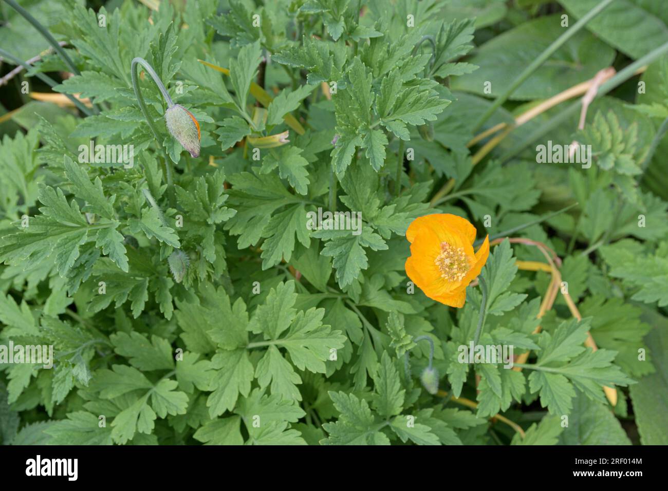 Arctic Poppy, Icelandic poppy - Papaver nudicaule. Family - Papaveraceae. Opened flower and button. Yellow. Europe. may Stock Photo