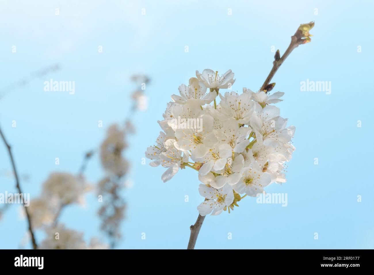 Cherry tree in bloom. Close-up of a cherry branch with blossoms against a sky blue Stock Photo