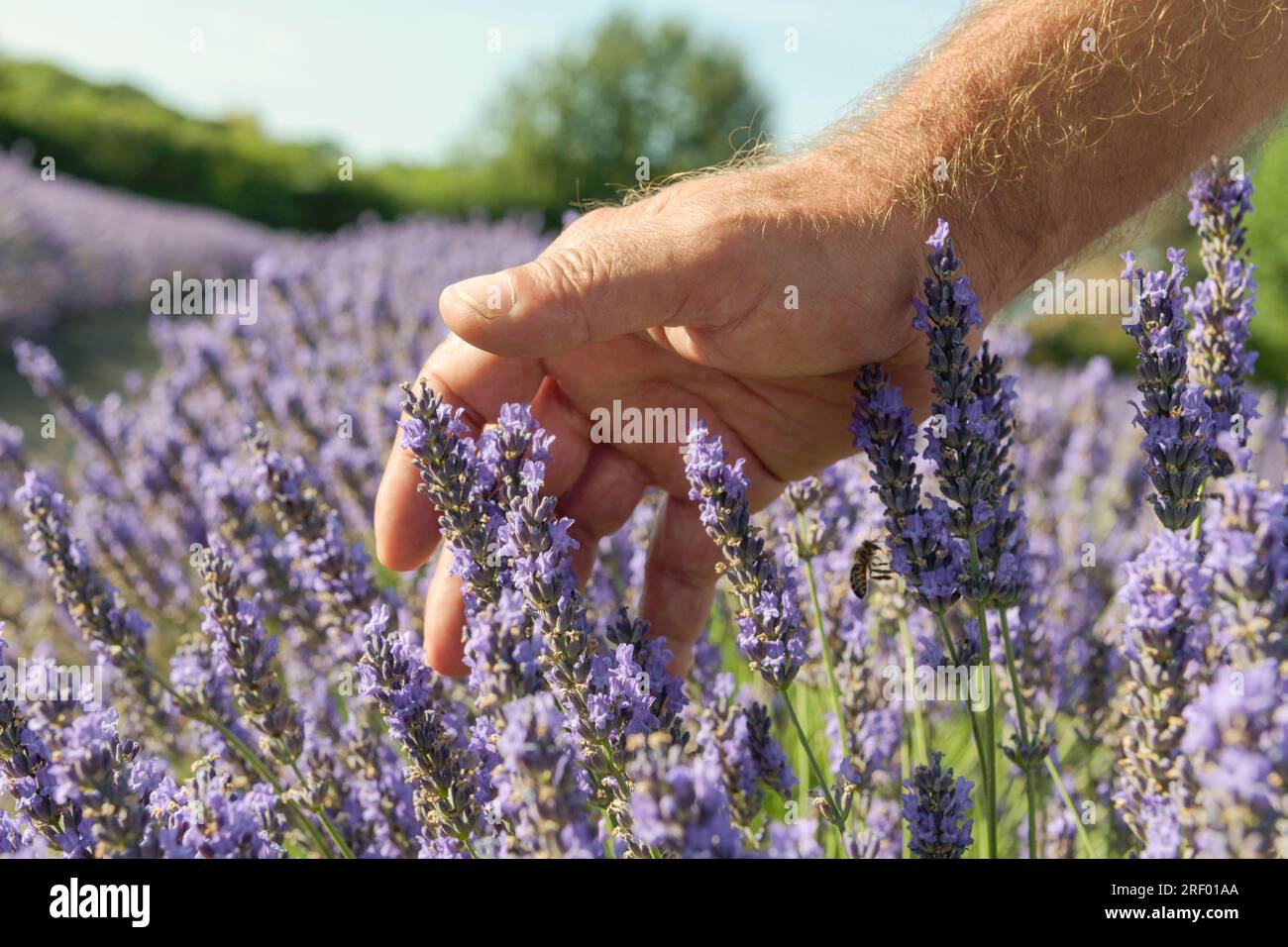 Field of lavender smell. Soft touch of male hand over blooming plants close up. Purple fresh flowers in aromatic landcape. Sunny day blue sky backgrou Stock Photo