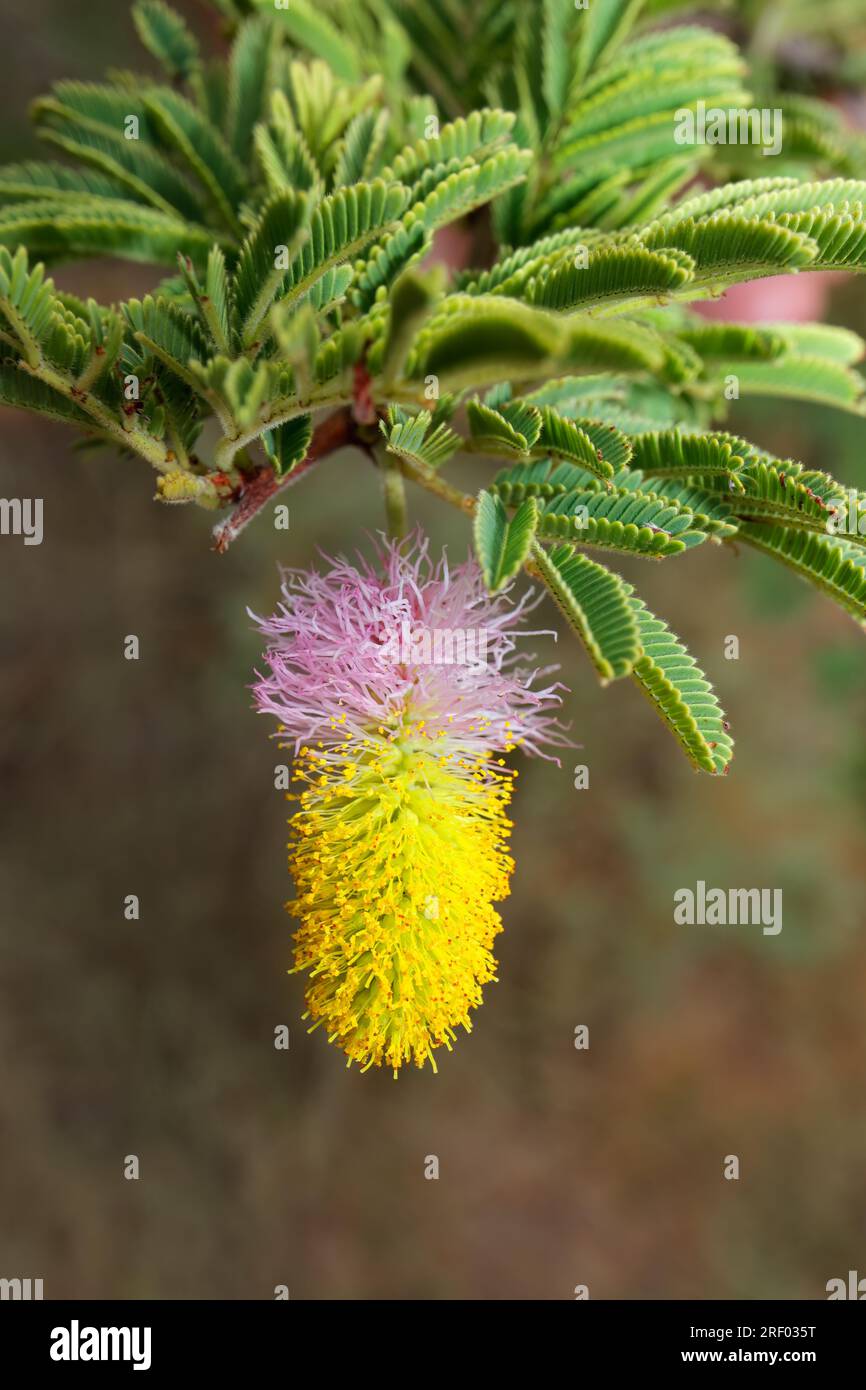 Colorful flower of a sickle bush (Dichrostachys cinerea), southern Africa Stock Photo