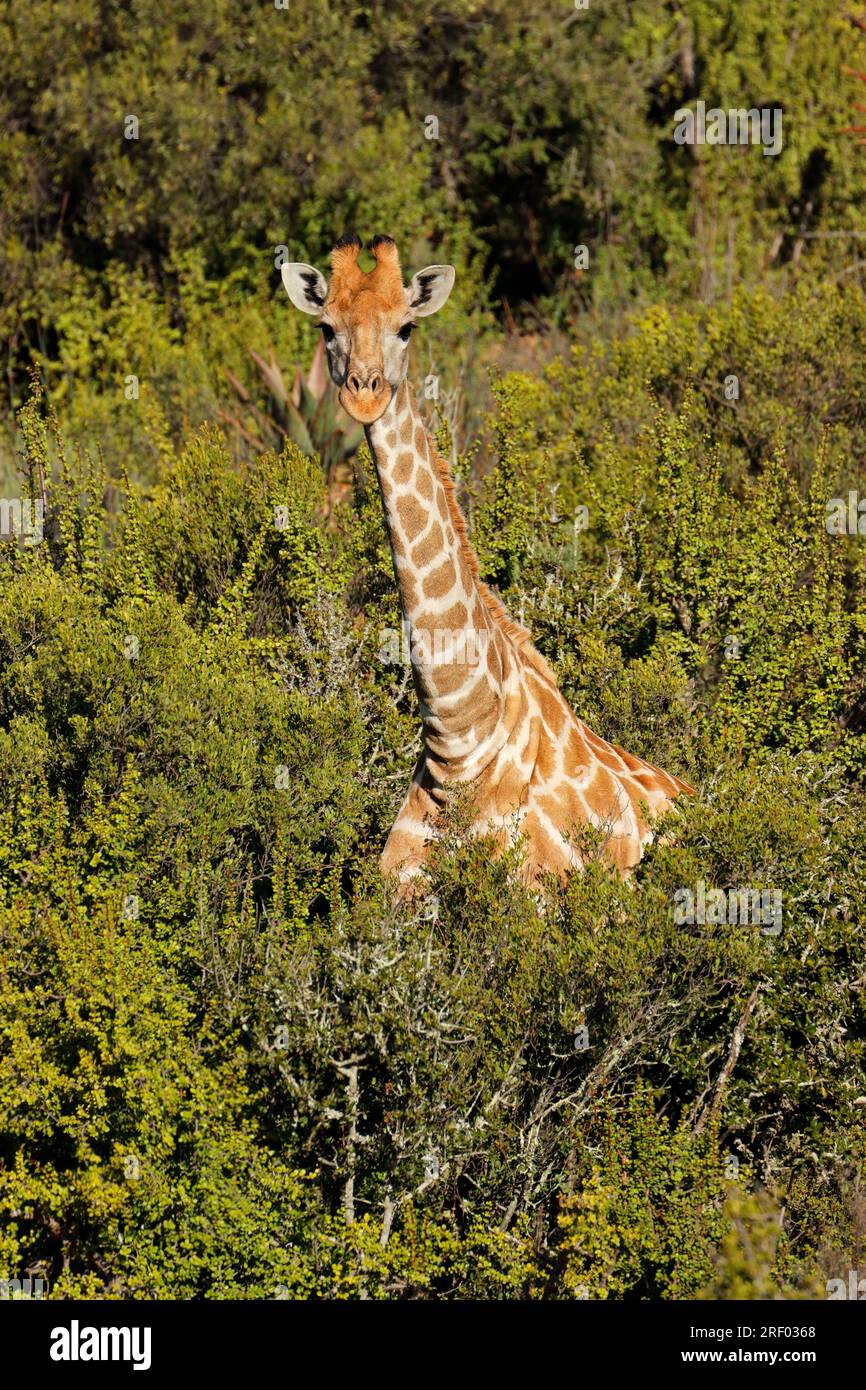 A giraffe (Giraffa camelopardalis) in natural habitat with wild flowers, South Africa Stock Photo