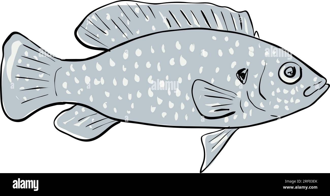 Cartoon style drawing sketch illustration of an African jewelfish, Hemichromis bimaculatus, jewel cichlid or jewelfish fish of the Gulf of Mexico on i Stock Photo
