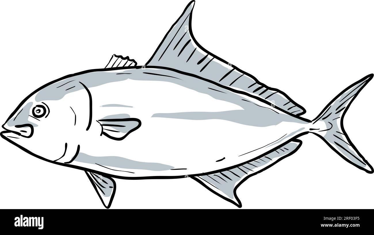 Cartoon style drawing sketch illustration of a Almaco Jack or Seriola Rivoliana fish of the Gulf of Mexico on isolated white background. Stock Photo