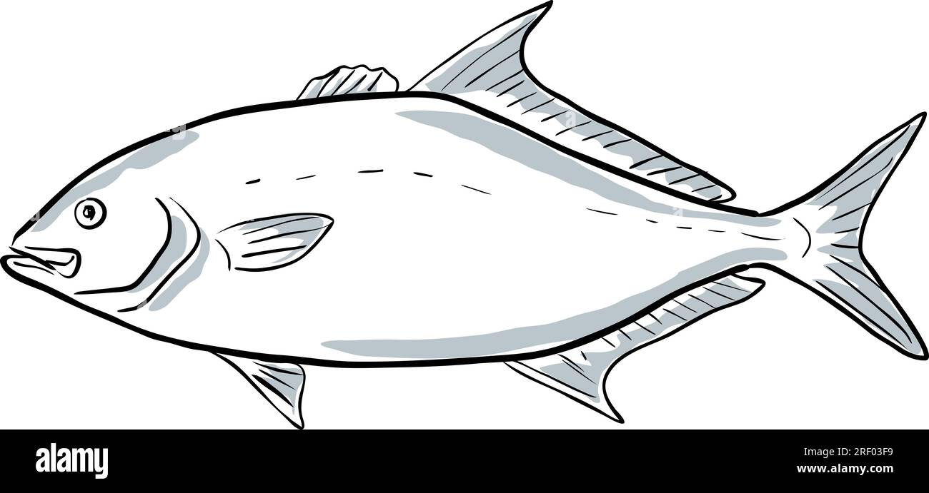 Cartoon style drawing sketch illustration of a longfin yellowtail or Seriola rivoliana, almaco , silvercoat jack, yellow kingfish fish of the Gulf of Stock Photo