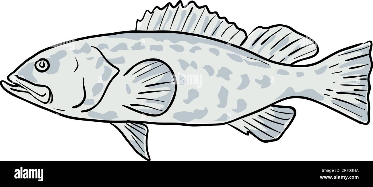Cartoon style drawing sketch illustration of a Black Grouper