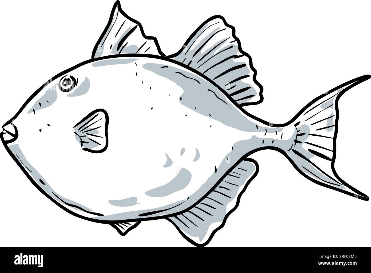 Cartoon style drawing sketch illustration of a Gray Triggerfish, Balistes capriscus, Grey triggerfish, Leatherjacket, Leatherneck, Taly fish of the Gu Stock Photo