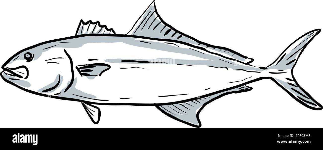 Cartoon style drawing sketch illustration of a Greater Amberjack, Seriola dumerili, Amberjack, Medregal, Coronado fish of the Gulf of Mexico on isolat Stock Photo