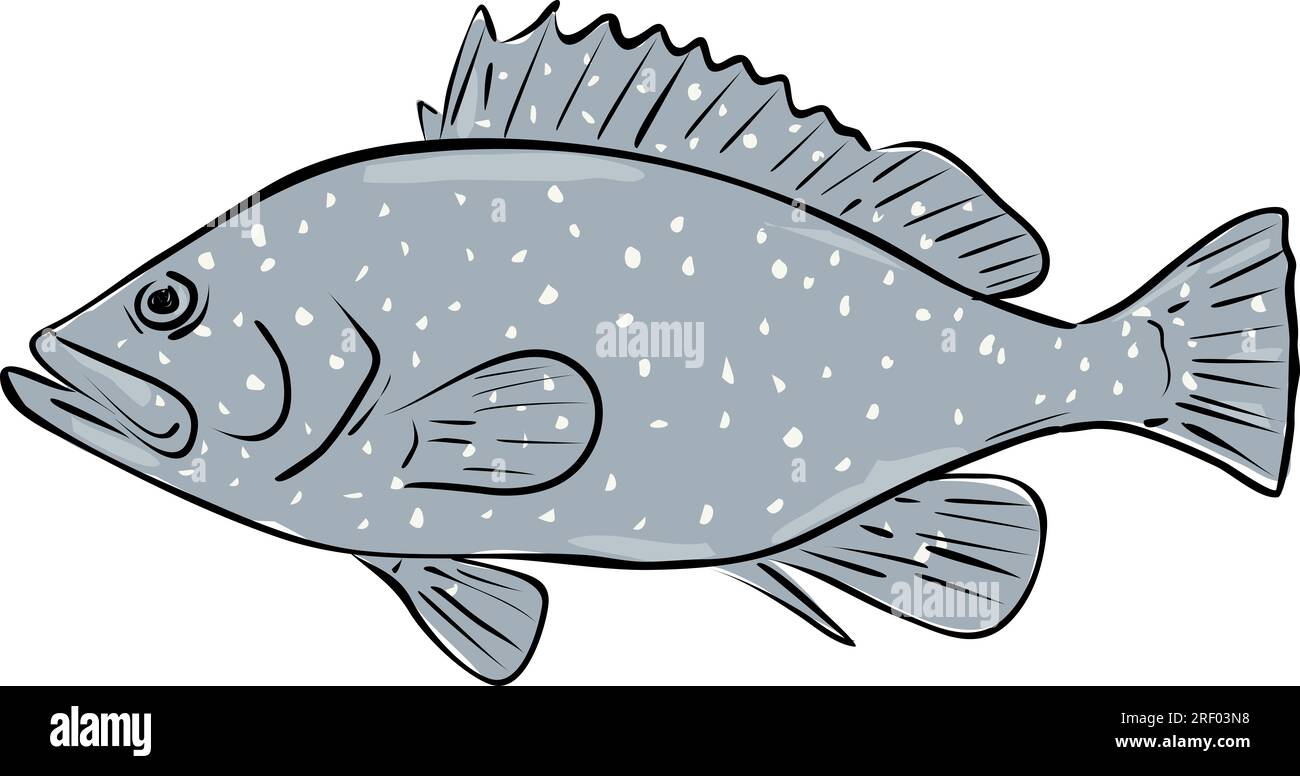 Cartoon style drawing sketch illustration of a speckled hind or