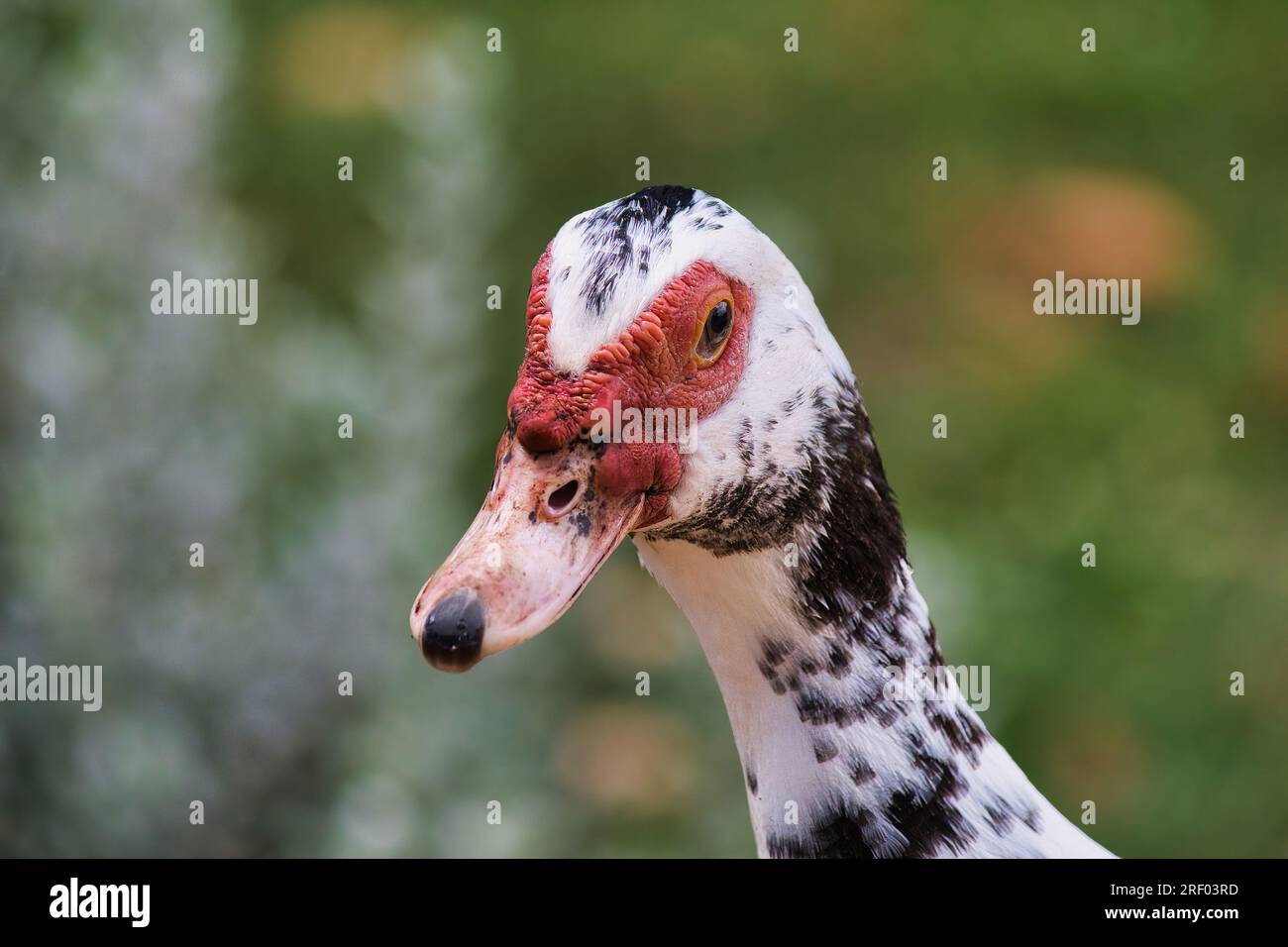 Closeup view of a white, red, and black muscovy duck. Stock Photo