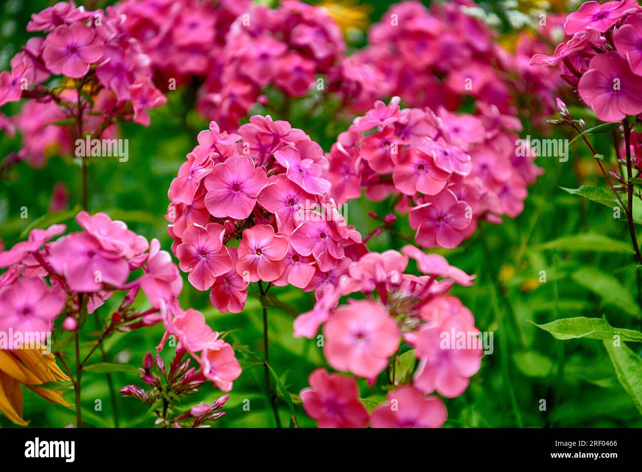 Pink phlox in the garden on a sunny day Stock Photo