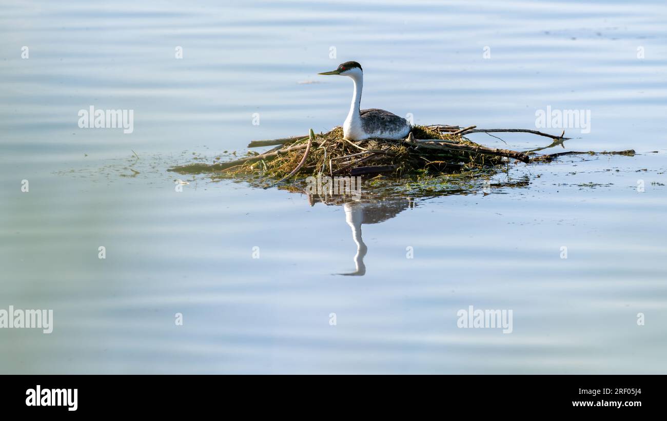 Duck with reflection in the Snake River Idaho on a nest Stock Photo