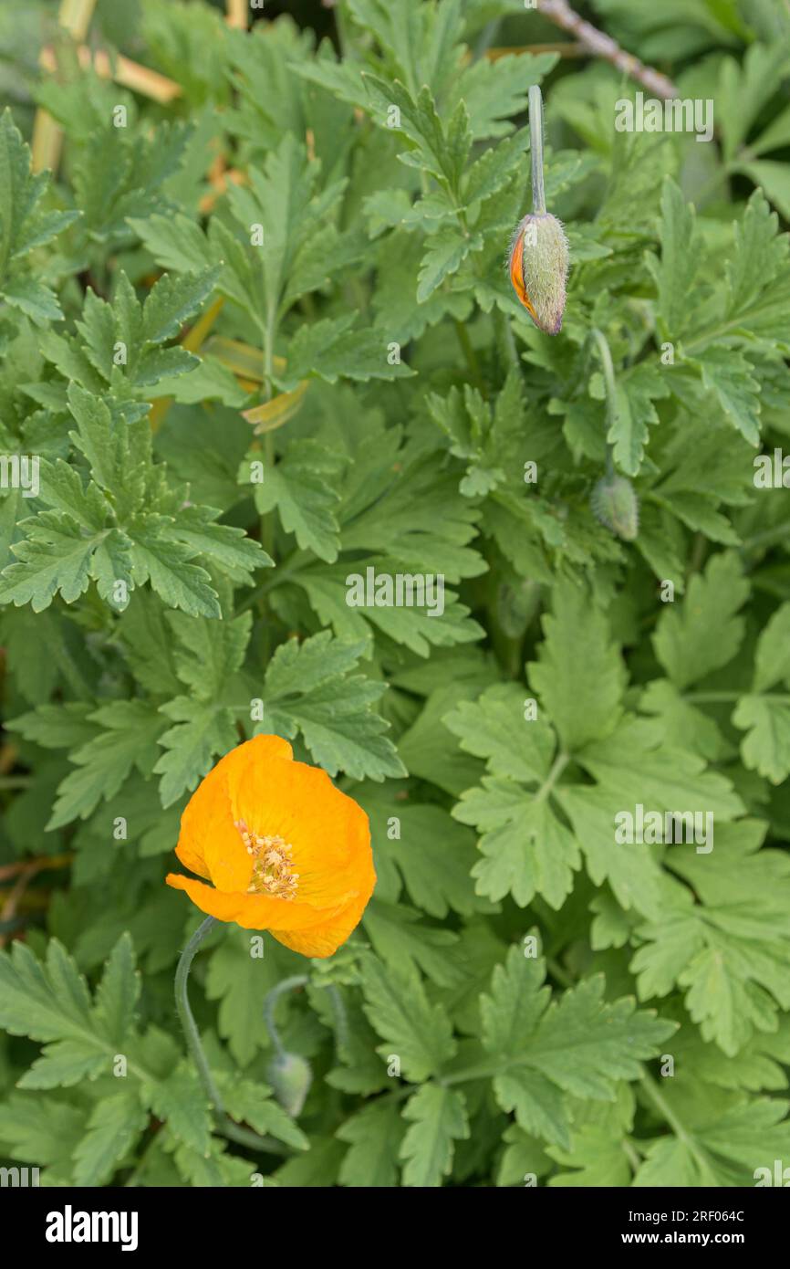 Papaver nudicaule. Family - Papaveraceae. Arctic Poppy, Icelandic poppy. Opened flower and button. Stock Photo