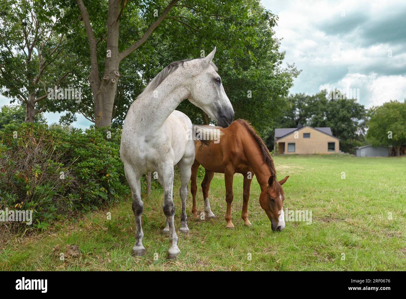 Two horses, brown and white, graze in the meadow near the house. beautiful landscape Stock Photo