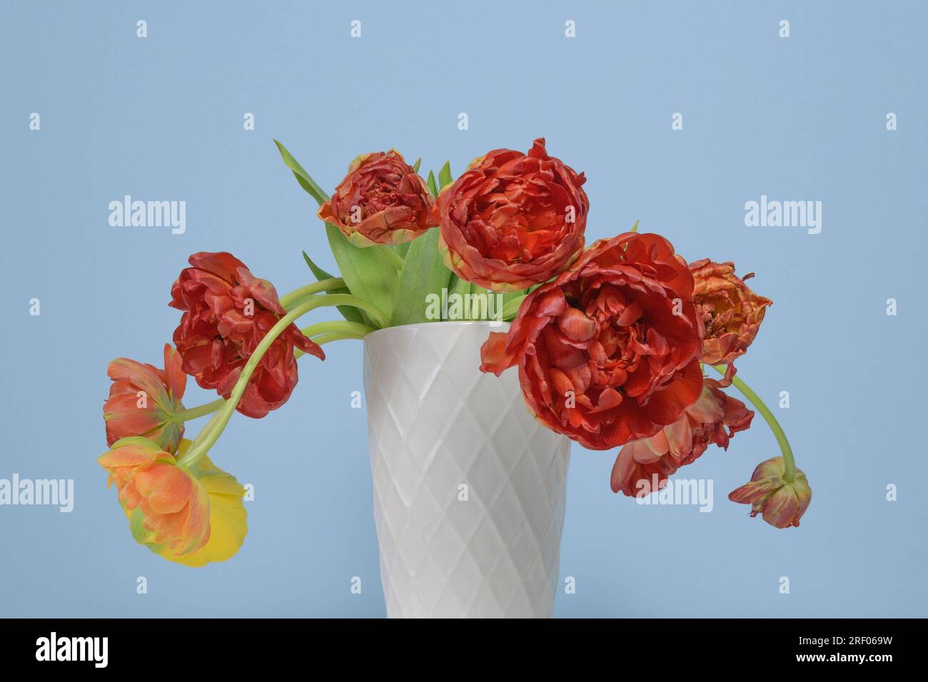 Withered yellow and red peonies in a white ceramic vase on a light blue background Stock Photo