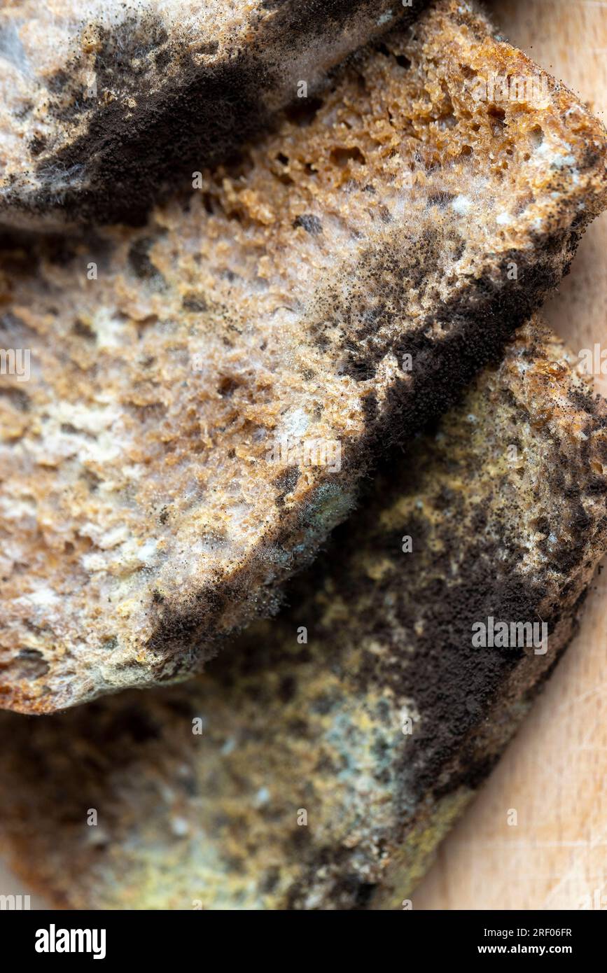 Black rye bread covered with black mold, spoiled bread covered with