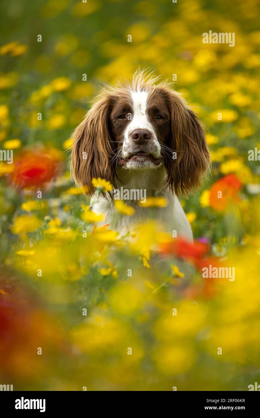 English Springer Spaniel in wild flowers Stock Photo