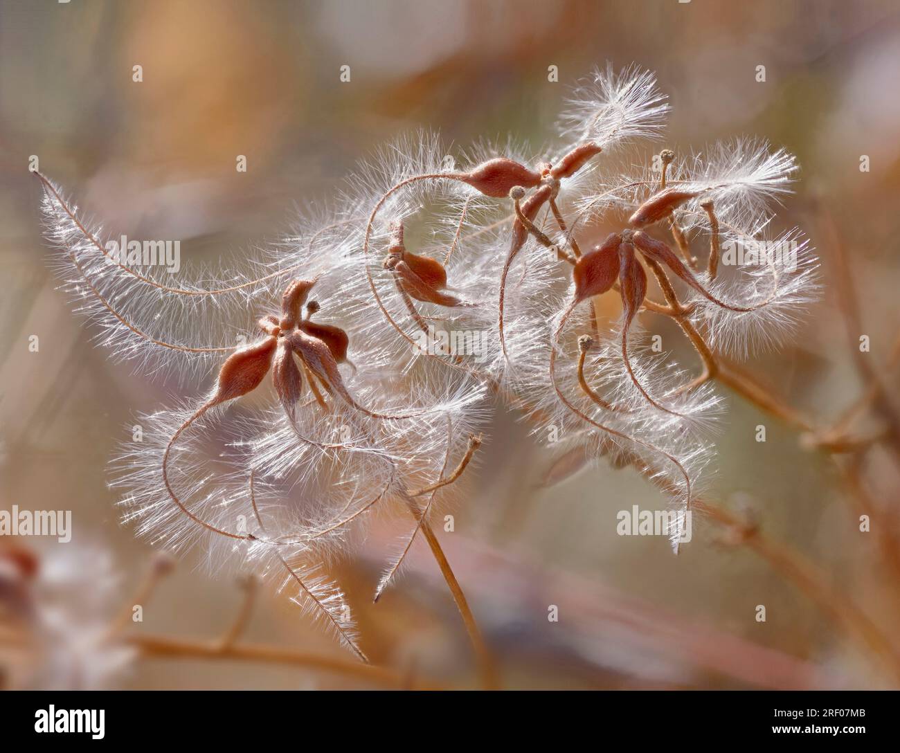 Wild Clematis fruit (seeds) in the winter season, Clematis terniflora