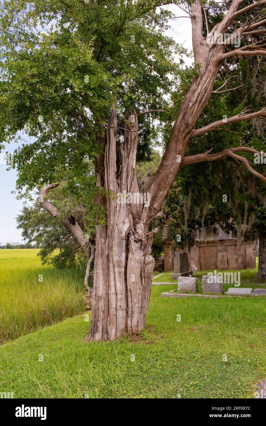 Historic Magnolia Cemetery, Charleston, SC Stock Photo Alamy