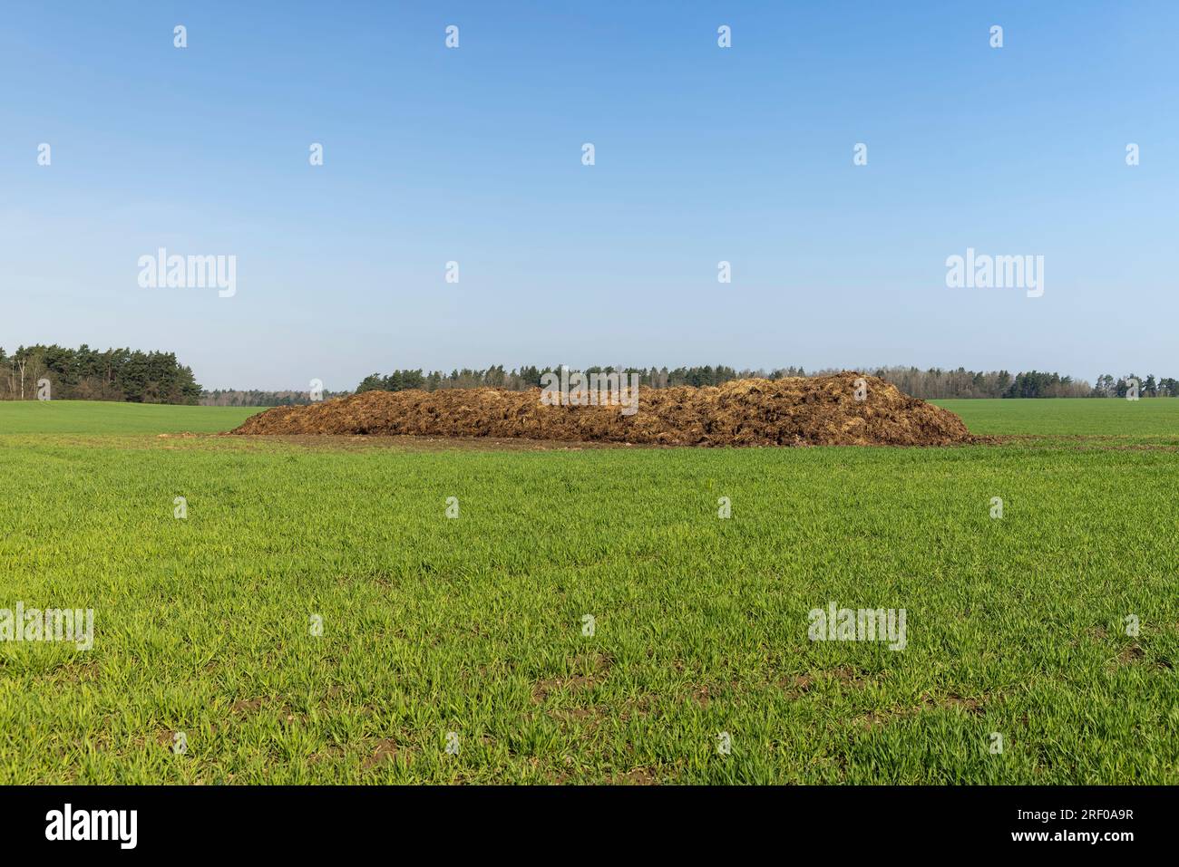 a large amount of manure used as a natural fertilizer in agriculture