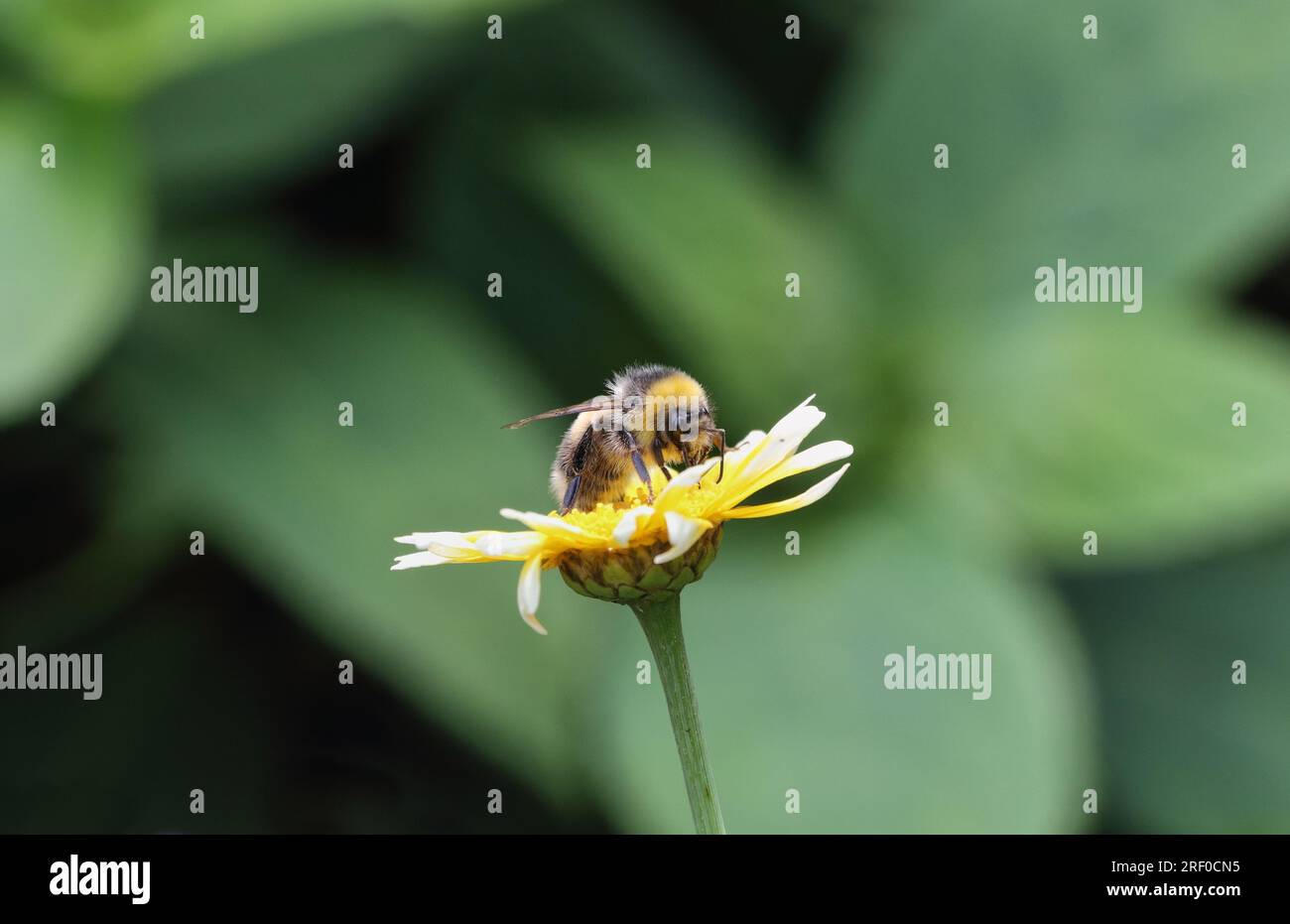 Insect Bee feeding on a variegated yellow white Crown Daisy flower, white tip petals Stock Photo