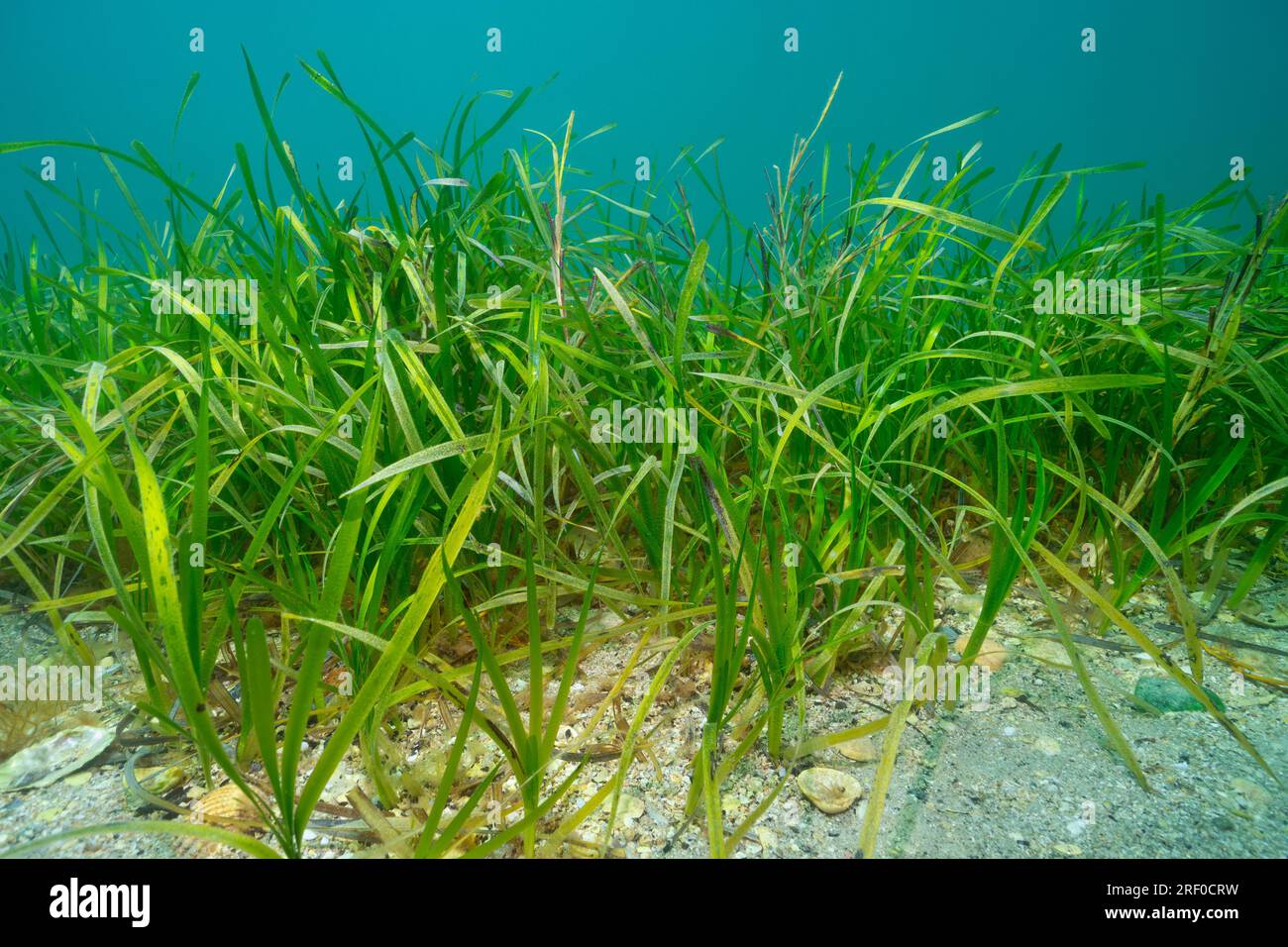 Eelgrass seagrass, Zostera marina, underwater in the Atlantic ocean, natural scene, Spain, Galicia Stock Photo