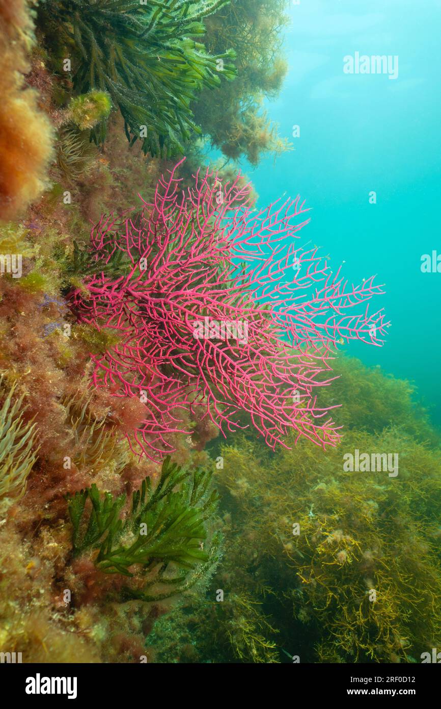 Soft coral underwater in the Atlantic ocean, Arborescent gorgonian Leptogorgia sarmentosa , natural scene, Spain, Galicia Stock Photo