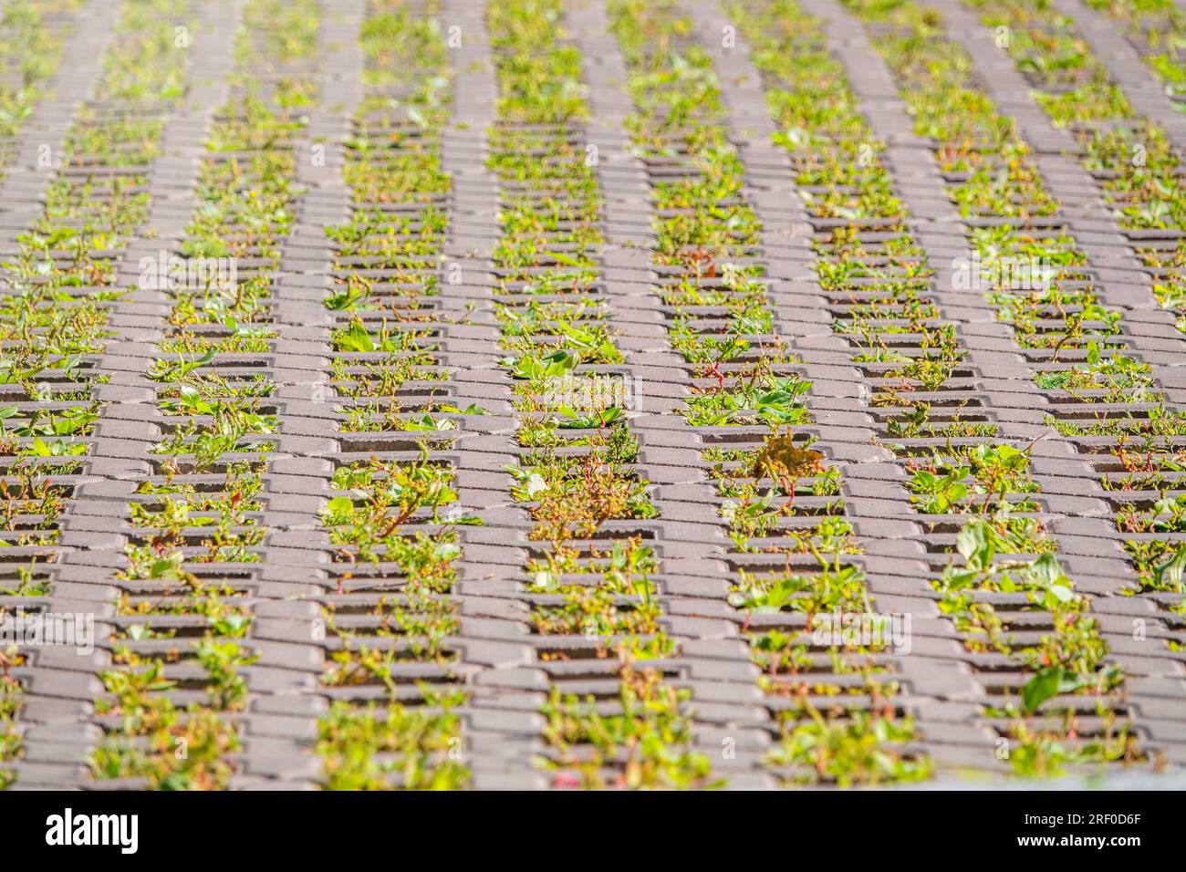 Green grass growing through the cobble stones, outdoor garden flooring