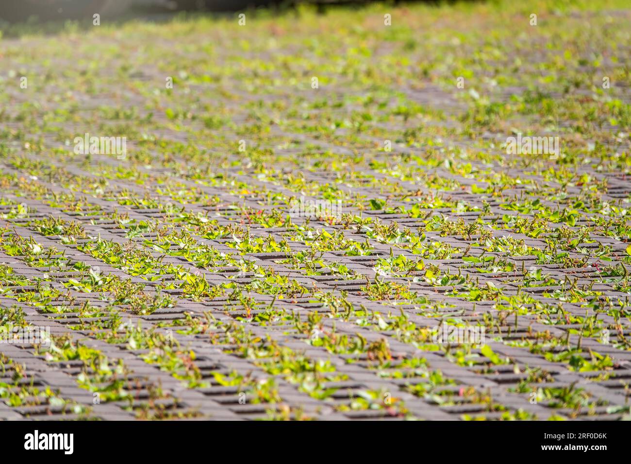 Green grass growing through the cobble stones, outdoor garden flooring
