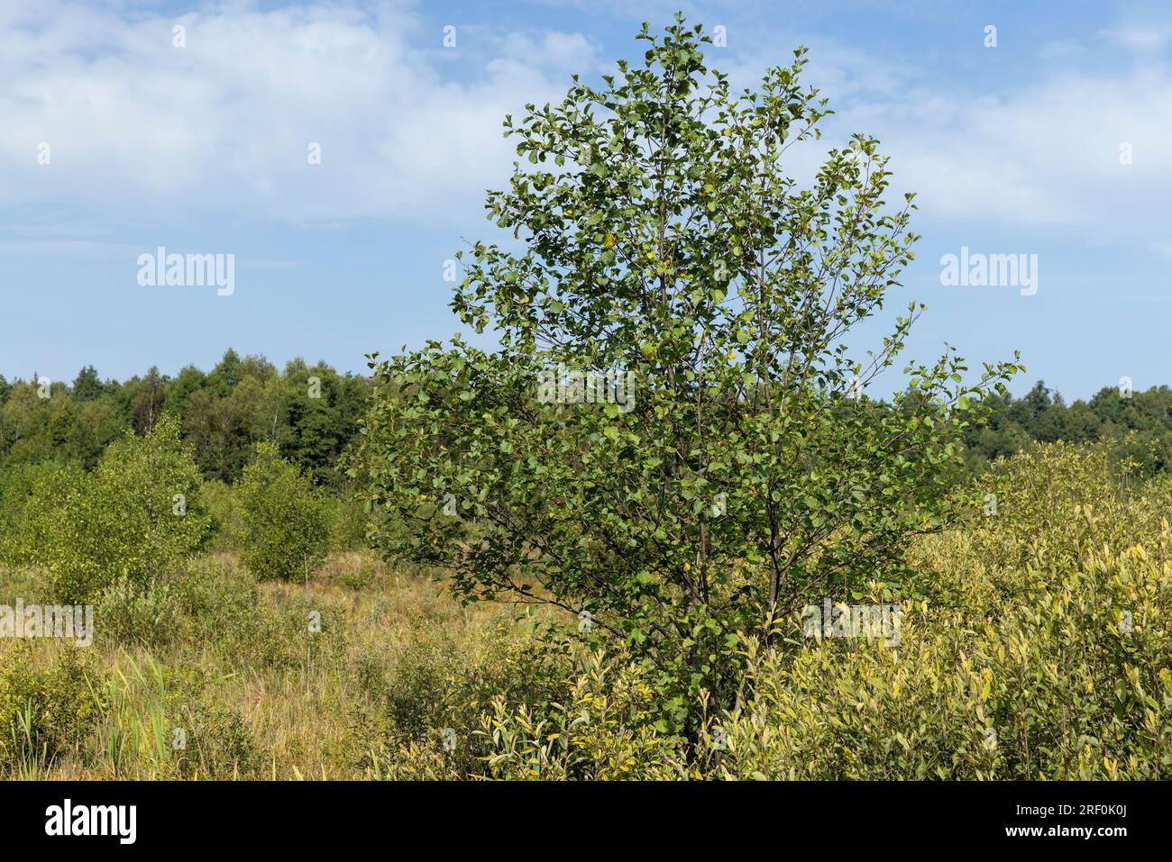Swampy terrain with plants in summer, features of swamps with different types of plants in summer Stock Photo