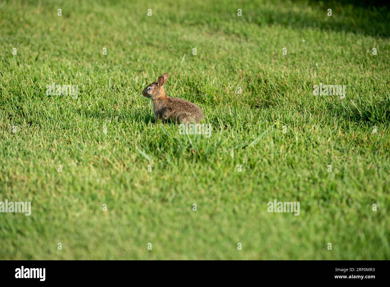 eastern cottontail (Sylvilagus floridanus) rabbit in Osage Park ...