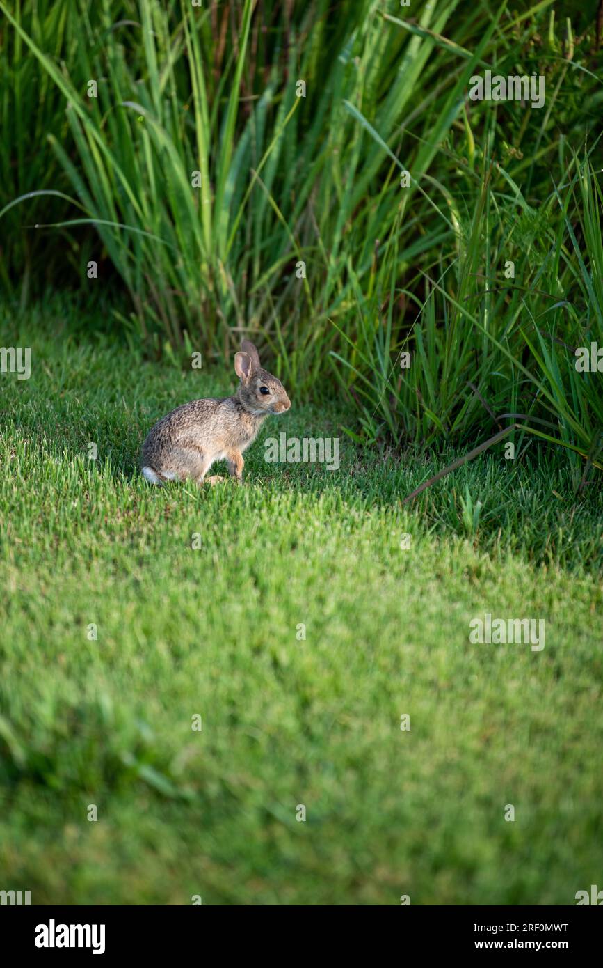 Most common rabbit of north america hi-res stock photography and images ...