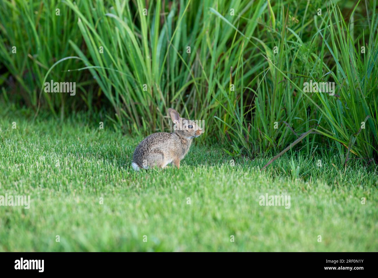 Skiddish hi-res stock photography and images - Alamy