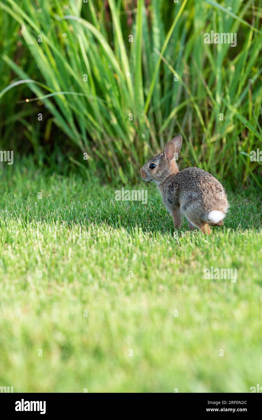 Most common rabbit of north america hi-res stock photography and images ...