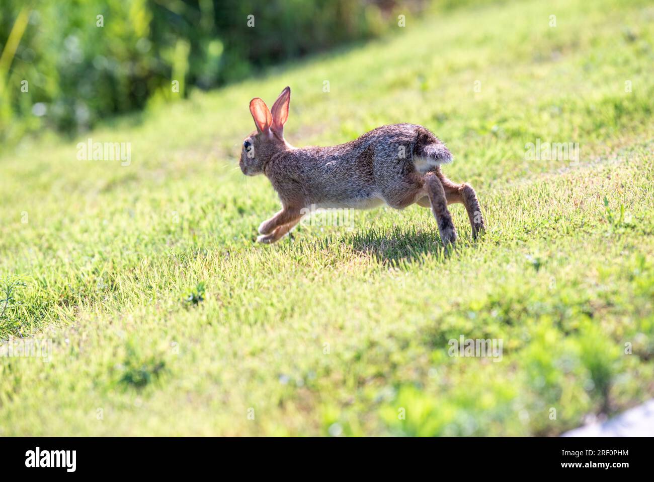 Most common rabbit of north america hi-res stock photography and images ...
