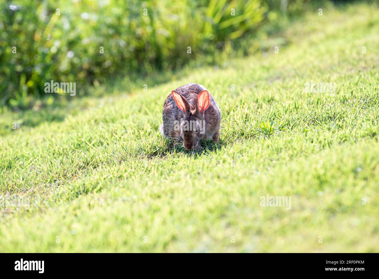 eastern cottontail (Sylvilagus floridanus) rabbit in Osage Park ...