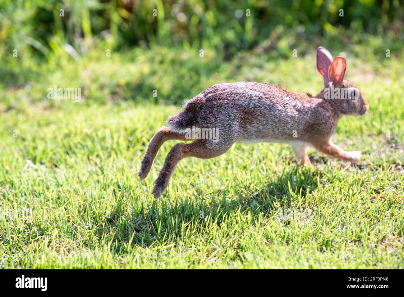 eastern cottontail (Sylvilagus floridanus) rabbit in Osage Park ...
