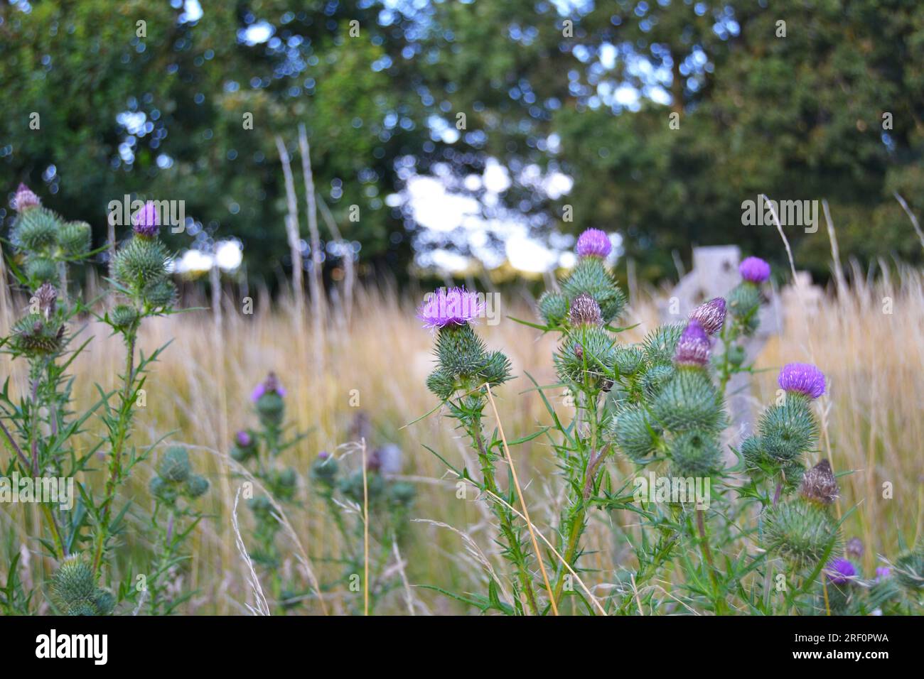 Knapweed in Chevening churchyard, north west Kent, UK, in summer Stock Photo