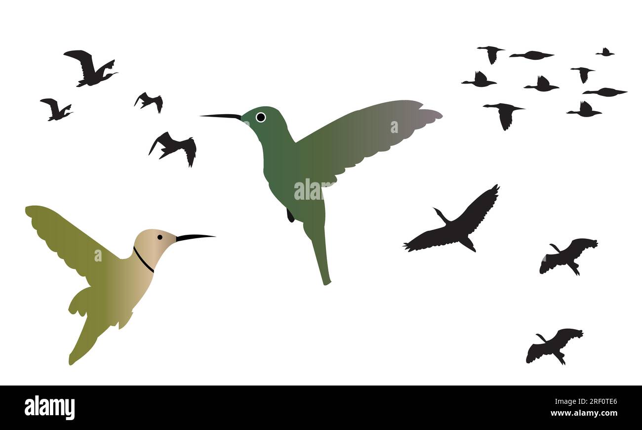Flying Birds Vector Collection Stock Vector Image & Art Alamy