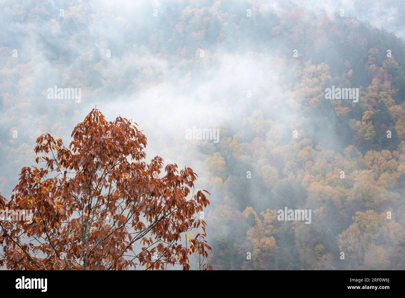 Valley mist and sourwood tree at Copperhead Overlook, Carnifex Ferry Battlefield State Park, West Virginia Stock Photo