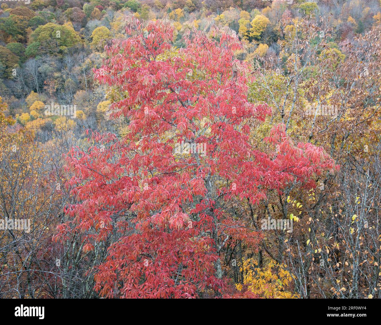 Sourwood tree on Island in the Sky Trail, Babcock State Park, West Virginia Stock Photo