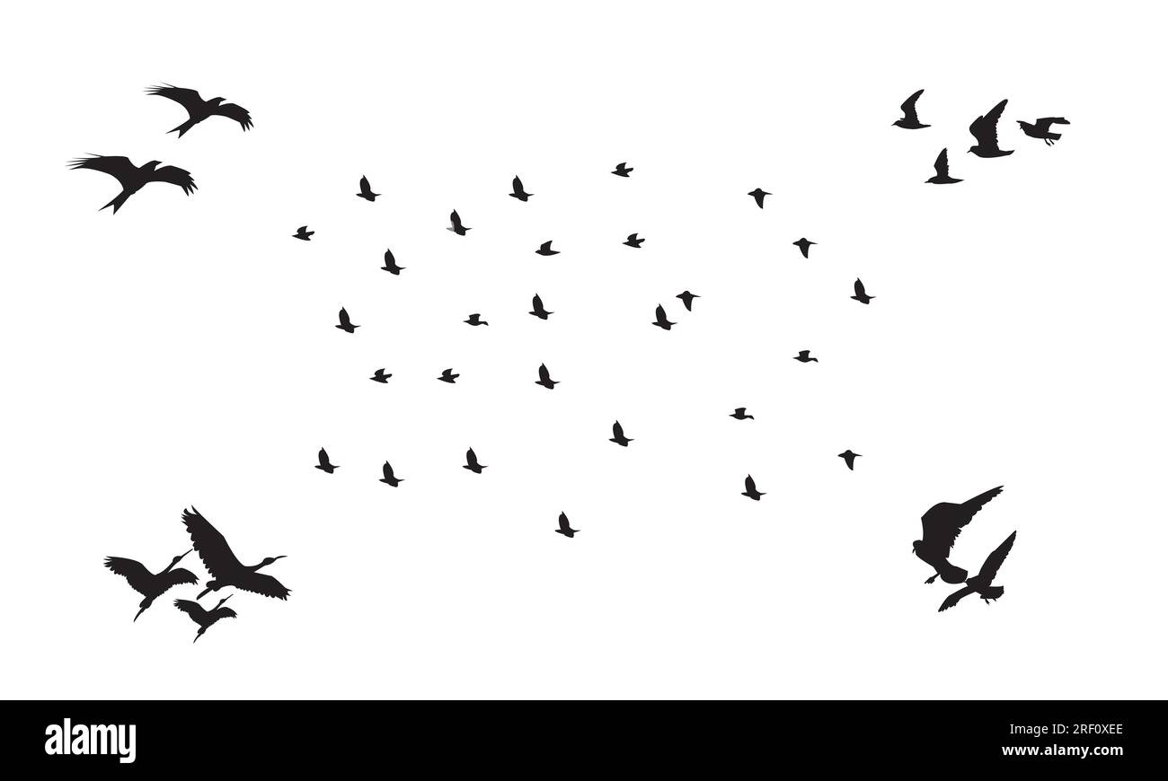 Flying Birds Vector Collection Stock Vector