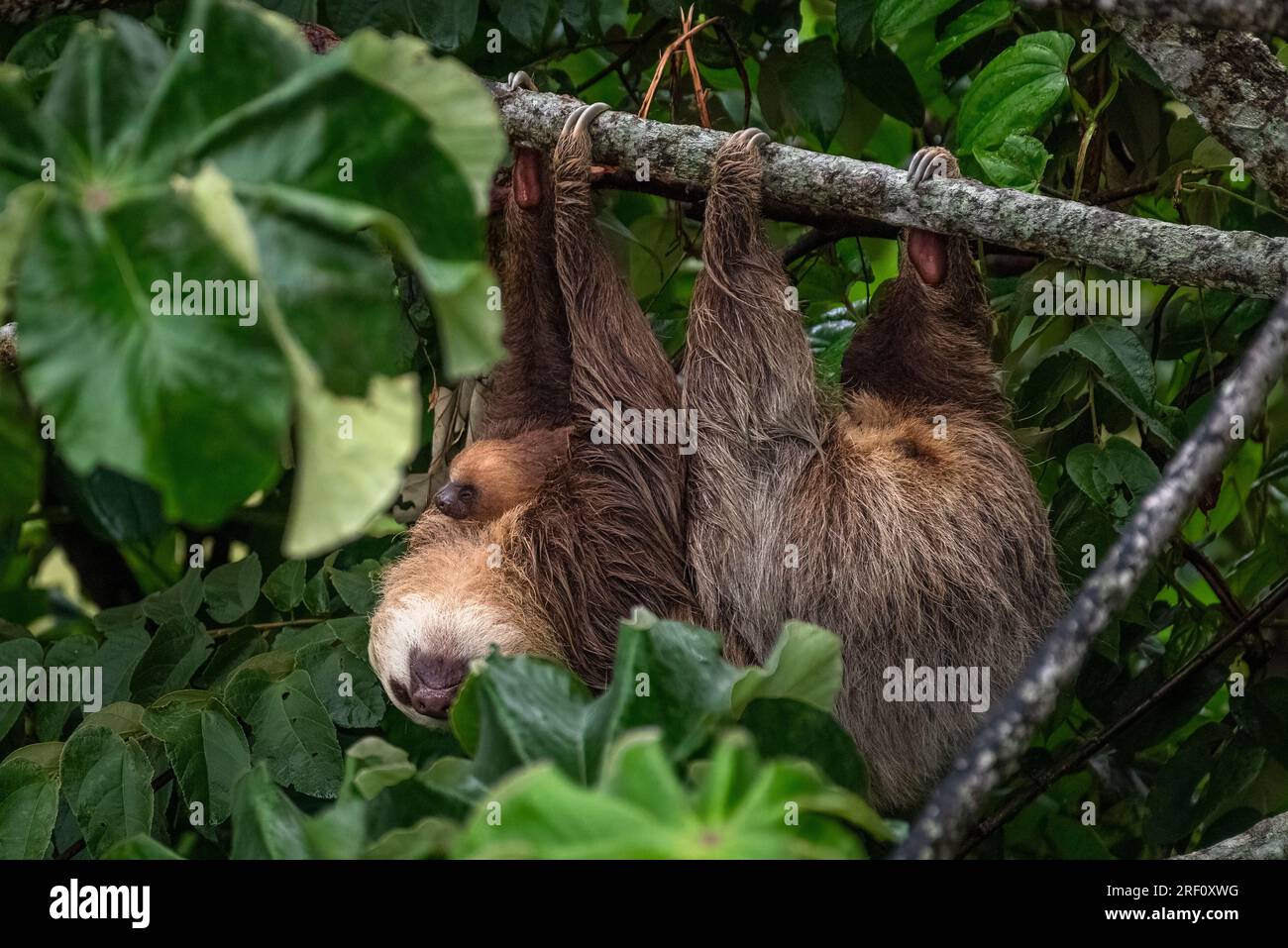 Two-toed sloth with baby looking for food in the rain forest of Panama Stock Photo
