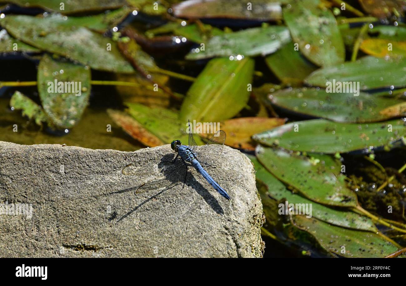 A dragonfly sitting on a rock Stock Photo
