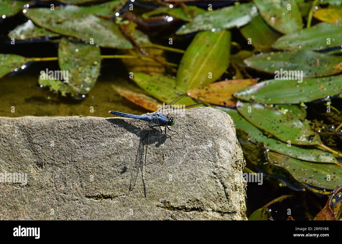 A dragonfly sitting on a rock Stock Photo