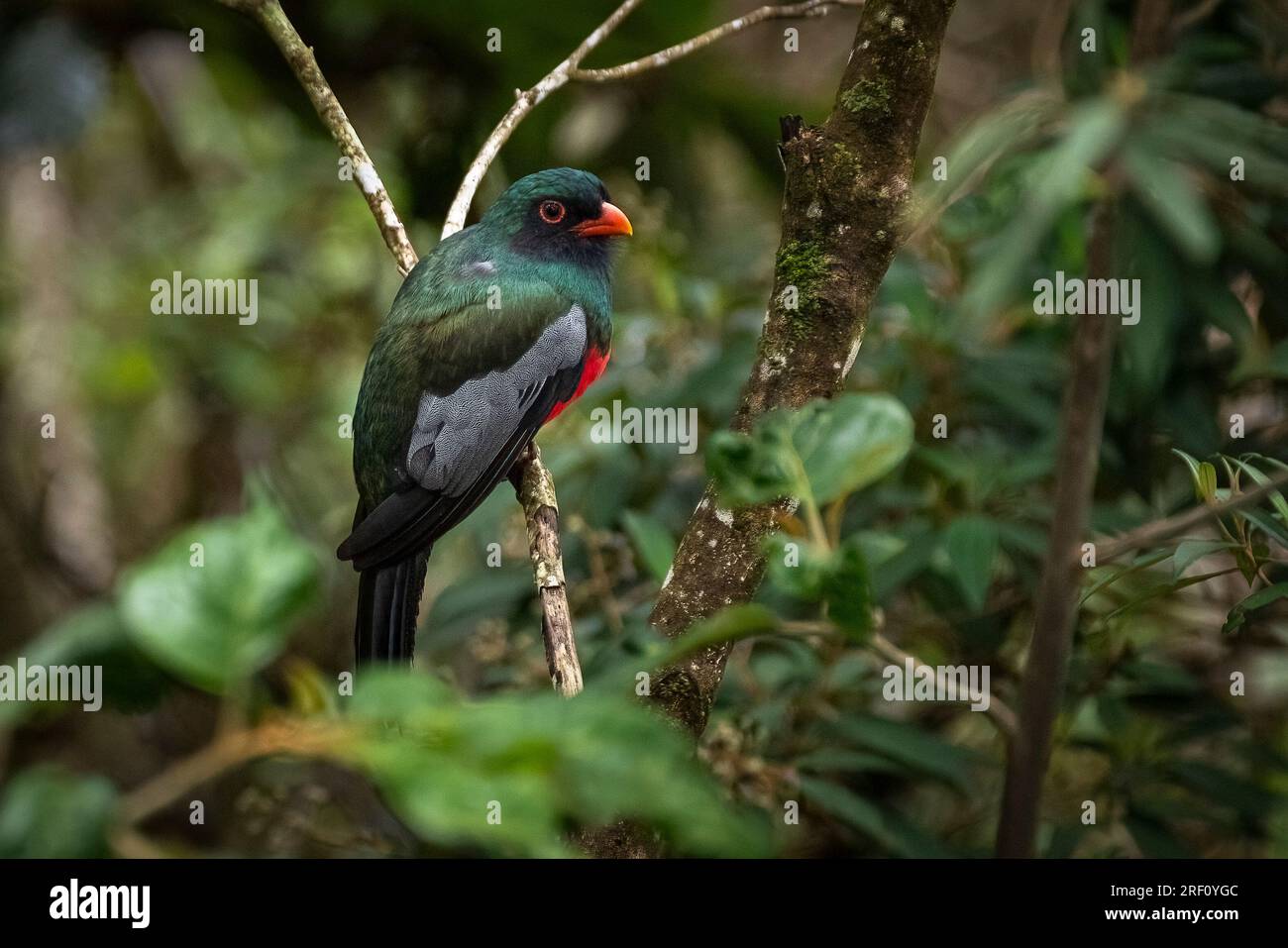Slaty Tailed Trogon perched side view Stock Photo Alamy