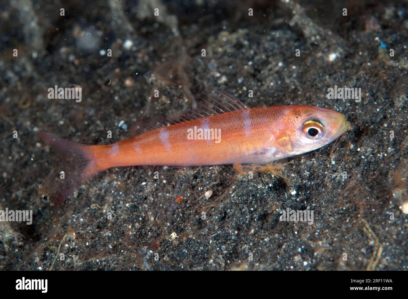 Rosy threadfin bream hires stock photography and images Alamy