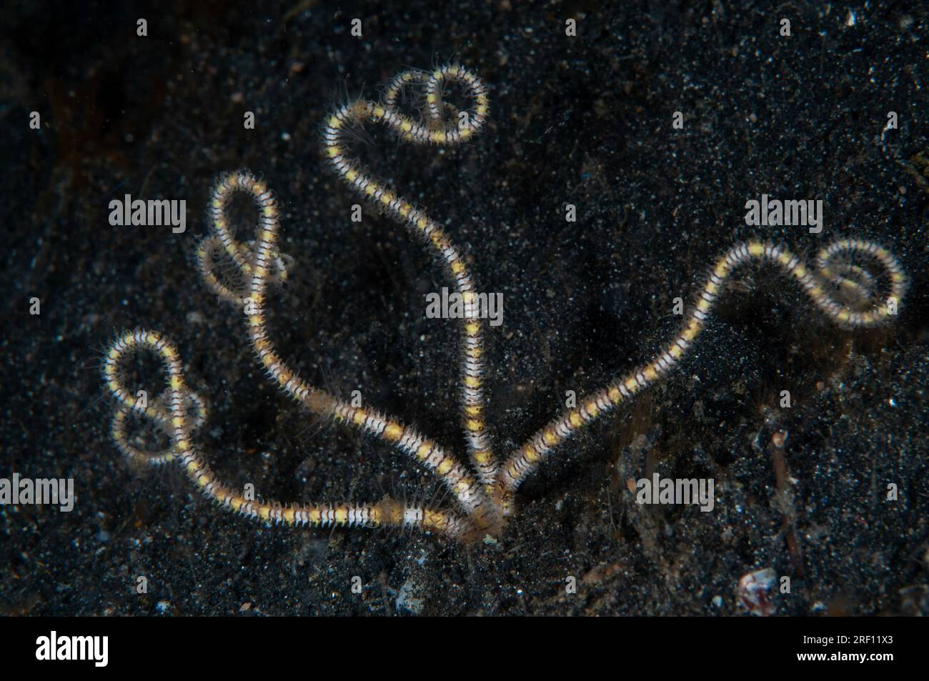 Underground Brittle Star, Ophiopsila polyacantha, Hairball dive site, Lembeh Straits, Sulawesi, Indonesia Stock Photo
