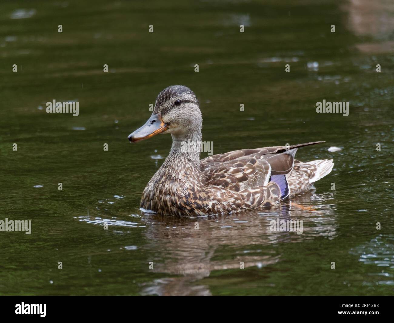 Female Colvert duck on a river. Quebec,Canada. Stock Photo