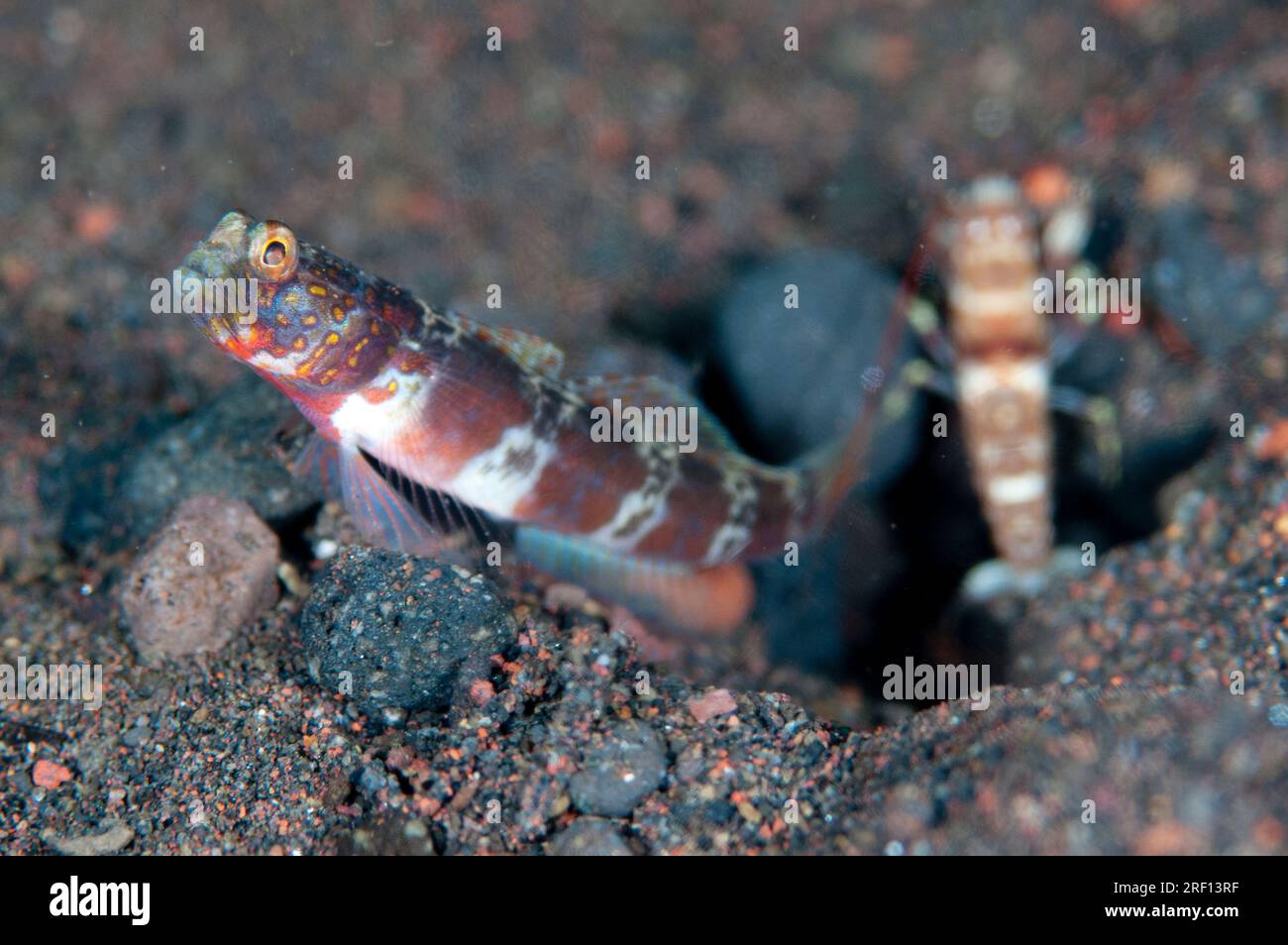 Blotchy Shrimpgoby, Amblyeleotris periophthalma, with Snapping Shrimp, Alpheus sp, cleaning shared hole, Seraya Beach Resort hou Stock Photo