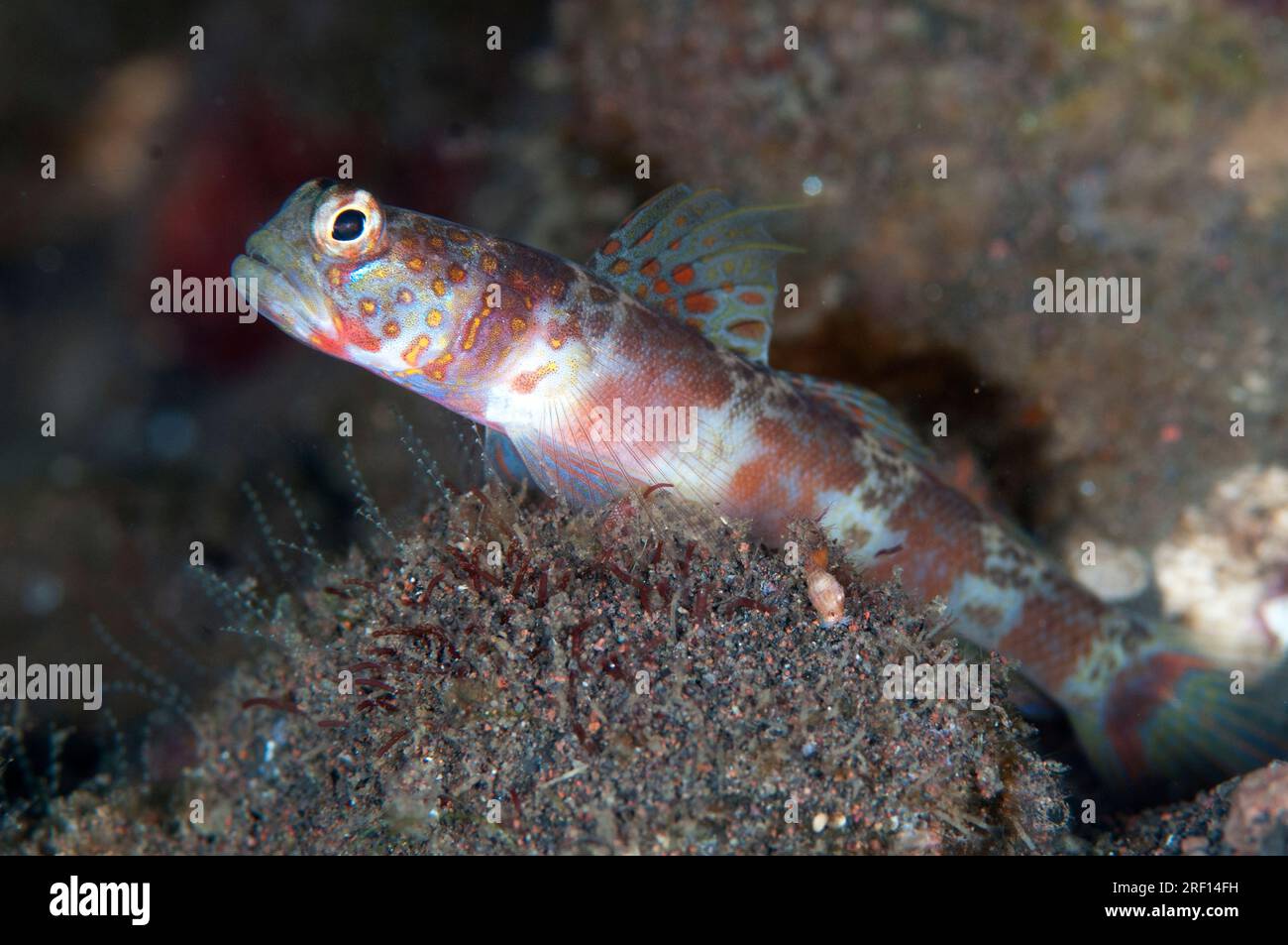 Blotchy Shrimpgoby, Amblyeleotris periophthalmus, Melasti dive site, Seraya, Karangasem, Bali, Indonesia Stock Photo